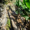 Plants: image 43 Of 208 Thumb